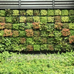 Garden_4