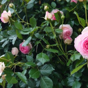 Garden_7